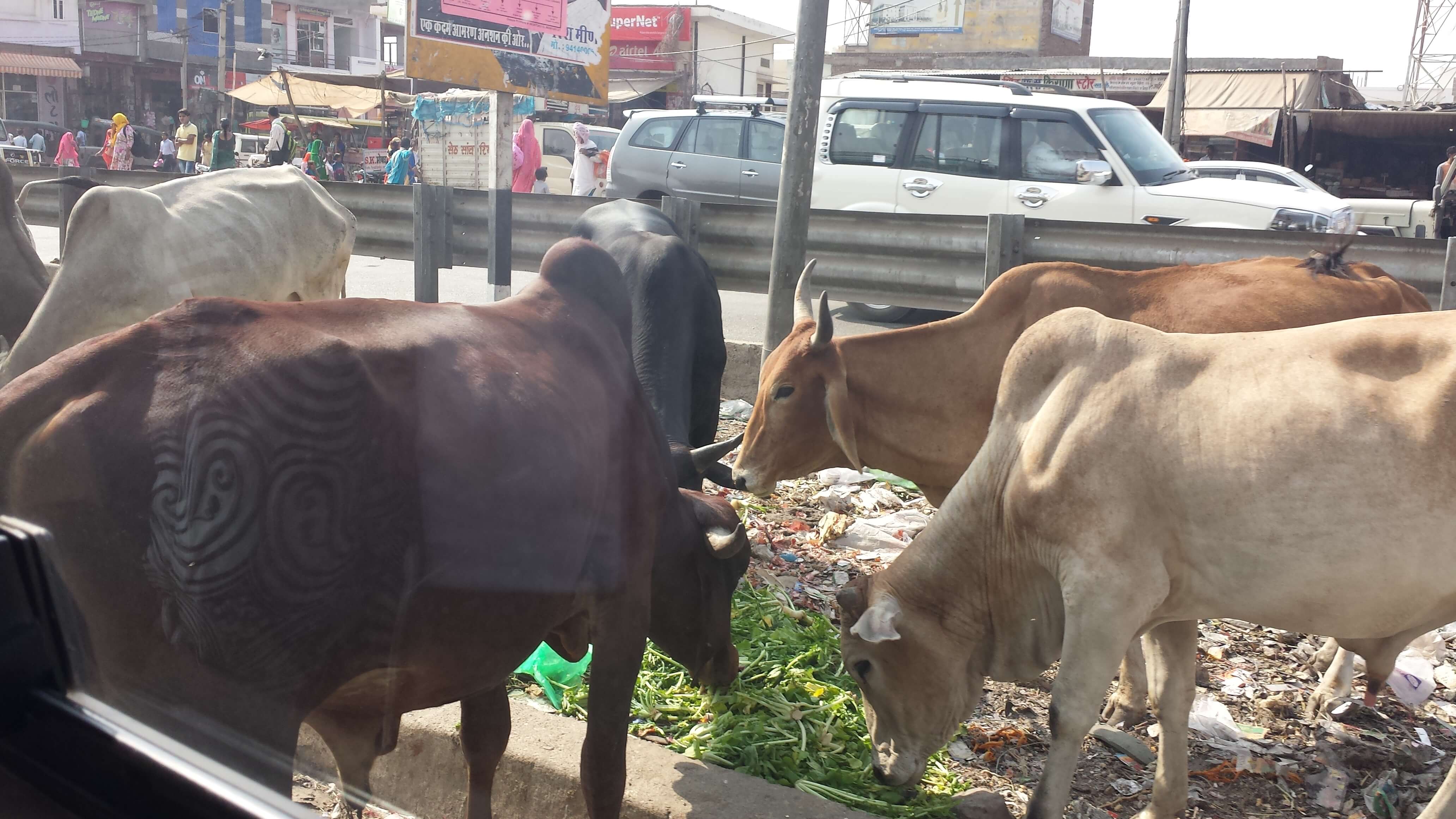 Kühe werden angeblichen durch Abgase high und bleiben deshalb gern in der Mitte der Straße