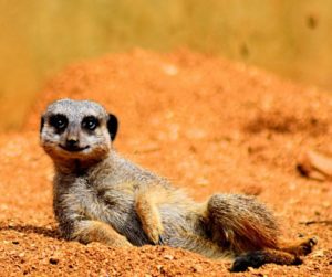 Ein Erdmännchen liegt im Sand.